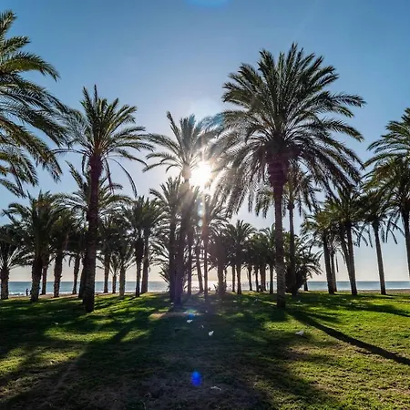 Palm - *